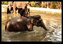 %_tempFileName26)%20Elephants%20in%20Bali%