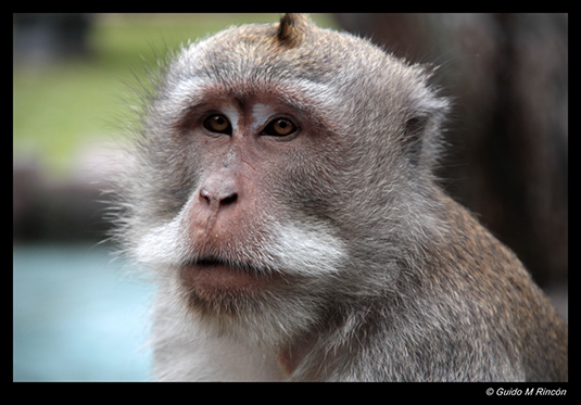 %_tempFileName04)%20Crab-eating%20macaque%20in%20Ubud,%20Bali%