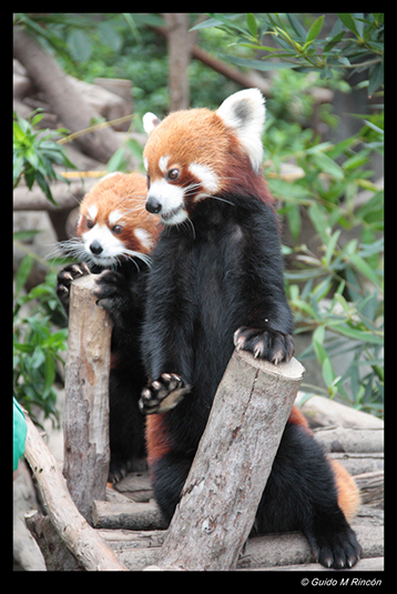 %_tempFileName08)%20Red%20Pandas%20in%20Hong%20Kong%