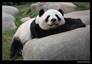 %_tempFileName03)%20Giant%20Panda%20in%20Hong%20Kong,%20China%