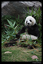 %_tempFileName07)%20Giant%20Panda's%20Lunch%20in%20Hong%20Kong,%20China%