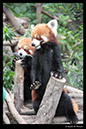 %_tempFileName08)%20Red%20Pandas%20in%20Hong%20Kong%